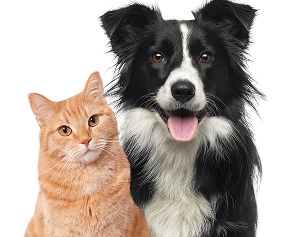 Cat and Dog