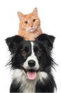 Cat on Dog